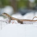 Den Unterschied zwischen Long-Tail- und Short-Tail-Keywords für den SEO-Erfolg verstehen